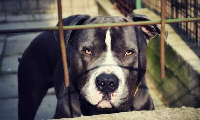 Βίντεο – ΣΟΚ: Πιτ μπουλ επιτέθηκε σε γυναίκα μέσα στο Μετρό